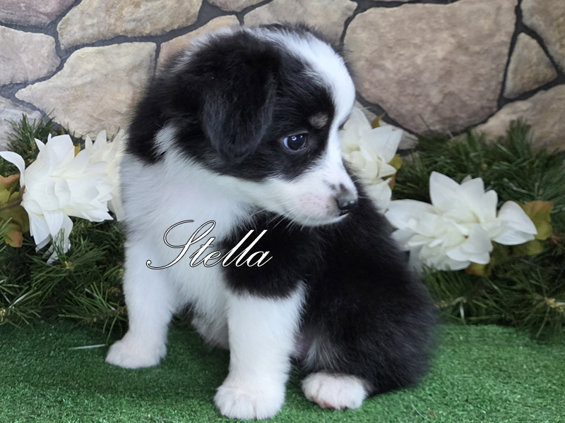 Black tri female Toy Aussie puppy for sale.
