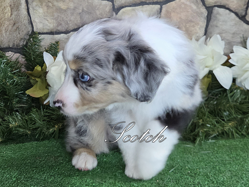 He is going to be a handsome young male with bold markings.