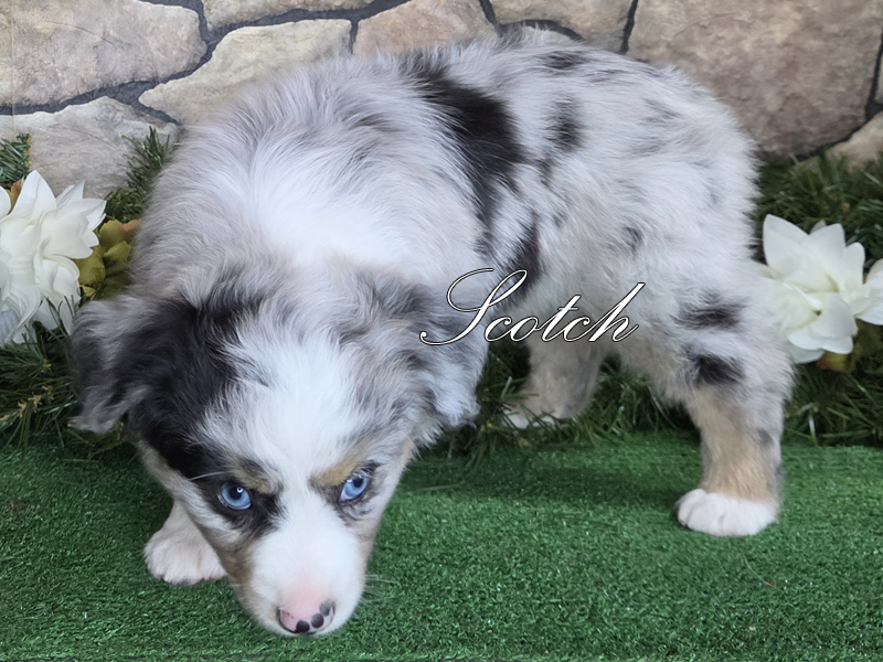 Scotch is a blue merle male Toy Australian Shepherd puppy for sale.
