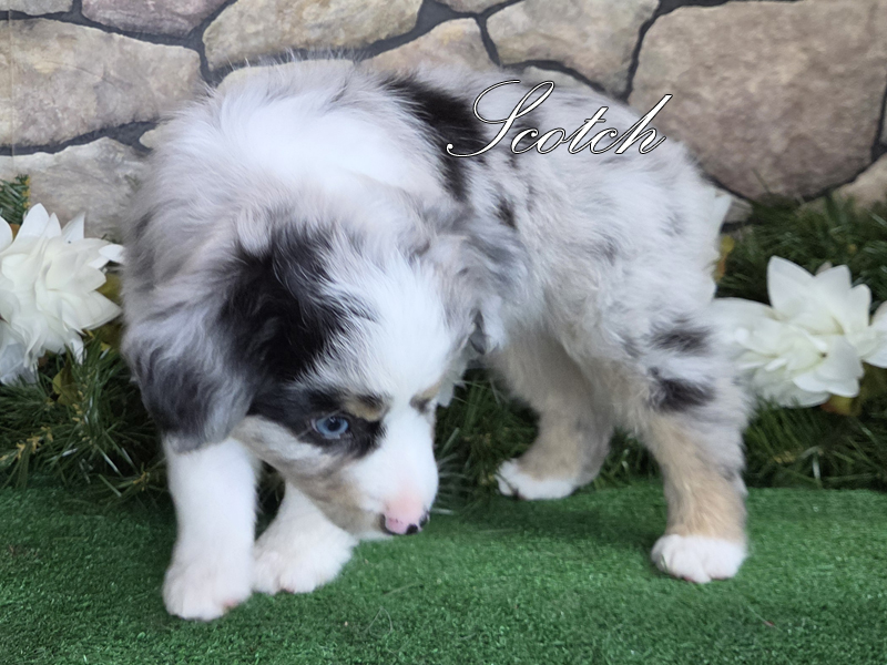 Blue eyed blue merle male Toy or Mini Aussie puppy, Scotch.