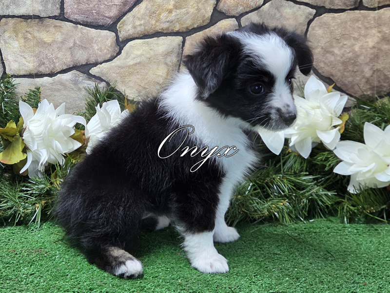 Onyx is a black tri female Toy Australian Shepherd puppy for sale in Central Oklahoma.