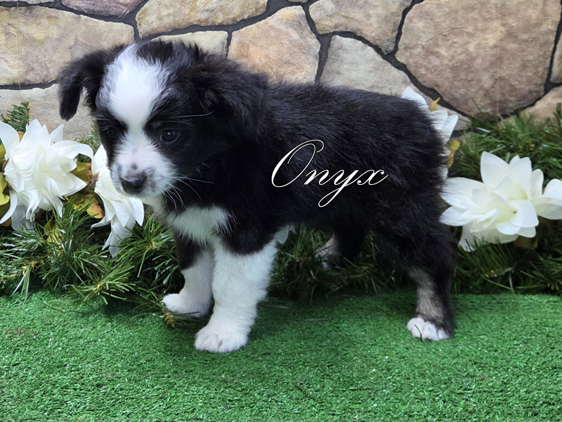 Black tri female Toy Aussie Onyx.