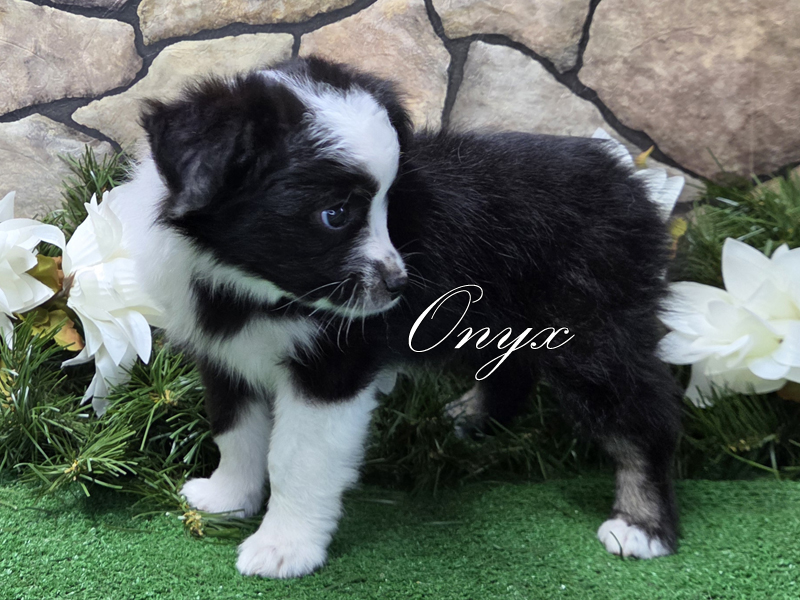 Black tri female Toy Aussie puppy for sale.