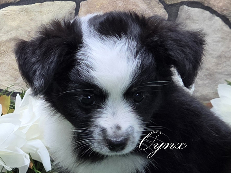 Pretty Oynx showing off her bright and happy personality .