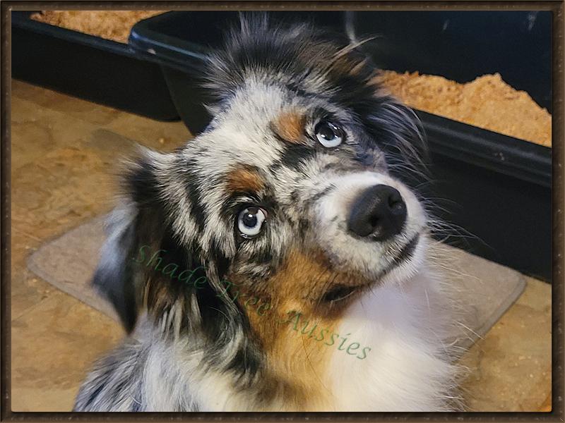 Sheza Little Blue Flame shown as a 2 year-old.