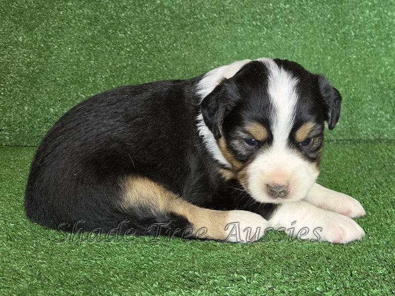 Black tri female Toy to Mini Aussie puppy for sale.