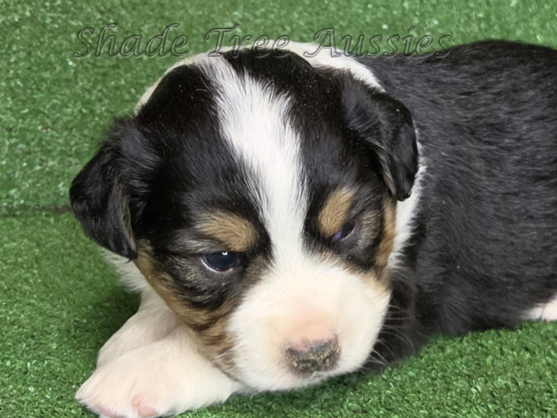 Black tri female Toy to Mini Aussie puppy for sale.