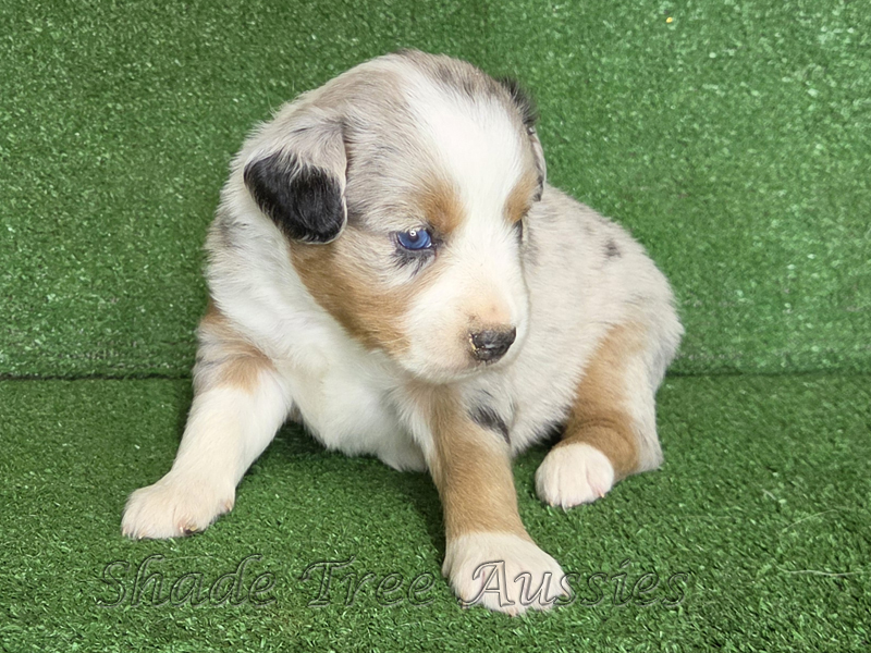 Blue merle female Toy to Mini Aussie female puppy.