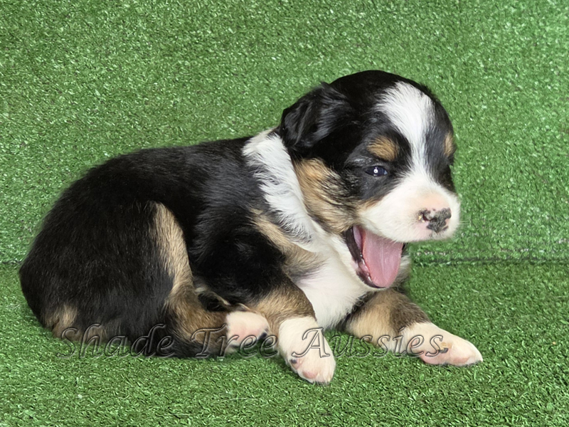 Toy Aussie black tri female puppy. She got tired of this nosense.