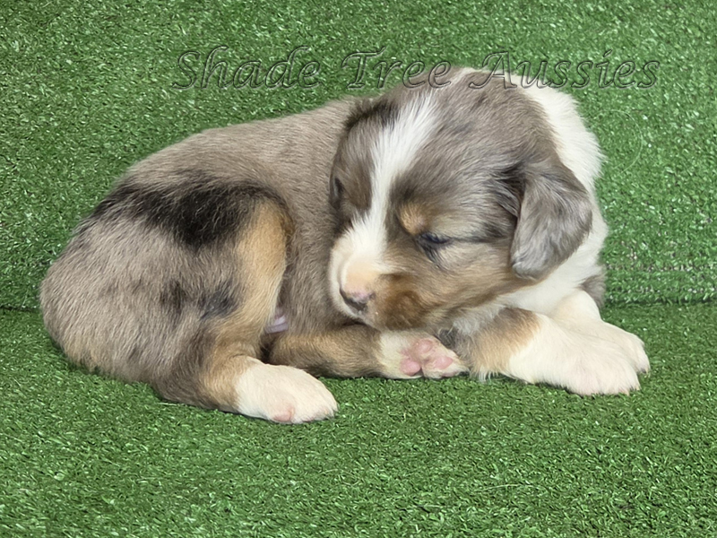 Blue merle male large Toy or small mini Aussie puppy.