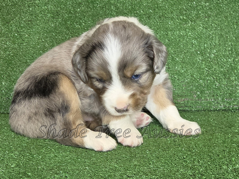Handsome blue merle male large Toy or small mini Aussie puppy.
