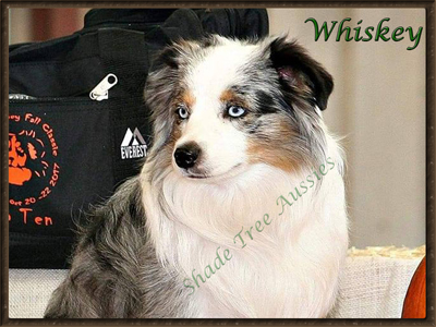 STA Heza Whiskey Asset is  a blue eyed blue merle male Miniature Australian Shepherd.
