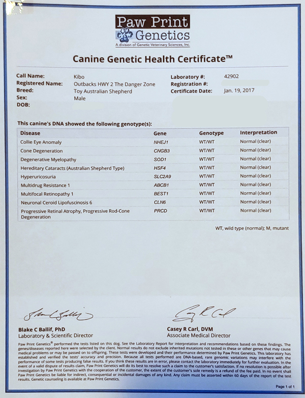 Kibo's Paw Print Genetics Canine Genetic Health Certificate showing he is clear for all the common Australian Shepherd diseases.&nbsp;