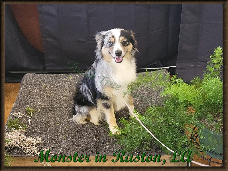 SMA's Heza Little Monster @ Shade Tree Aussies, known as Monster smiling after a show in his home state.