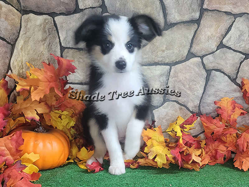 Oakley as a teenager. She is in that awful gangly stage some of them go through in this picture.