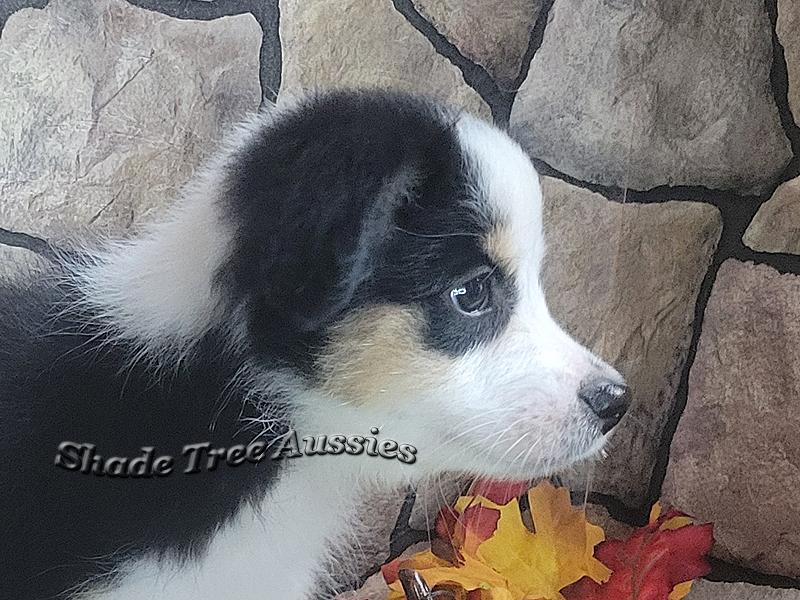 Oakley at 8 weeks old. She is just such a pretty girl.
