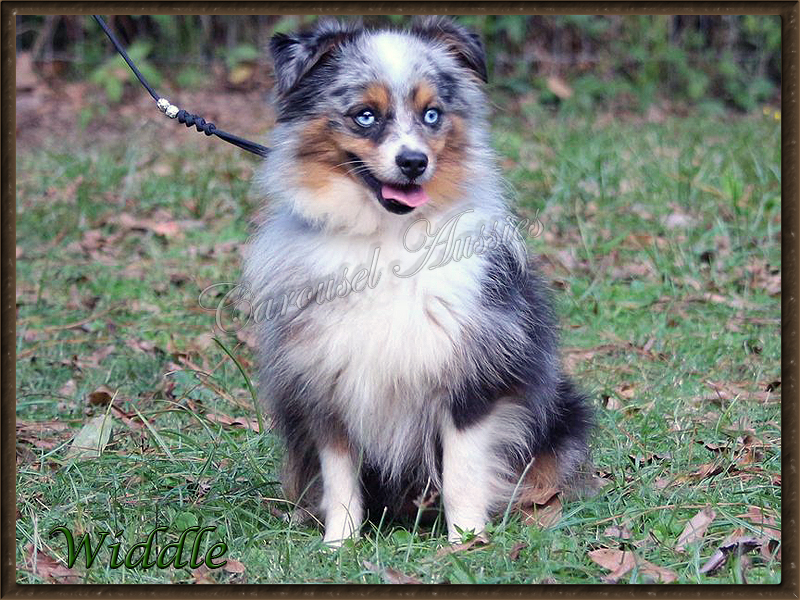 Widdle showing off his cute little face.