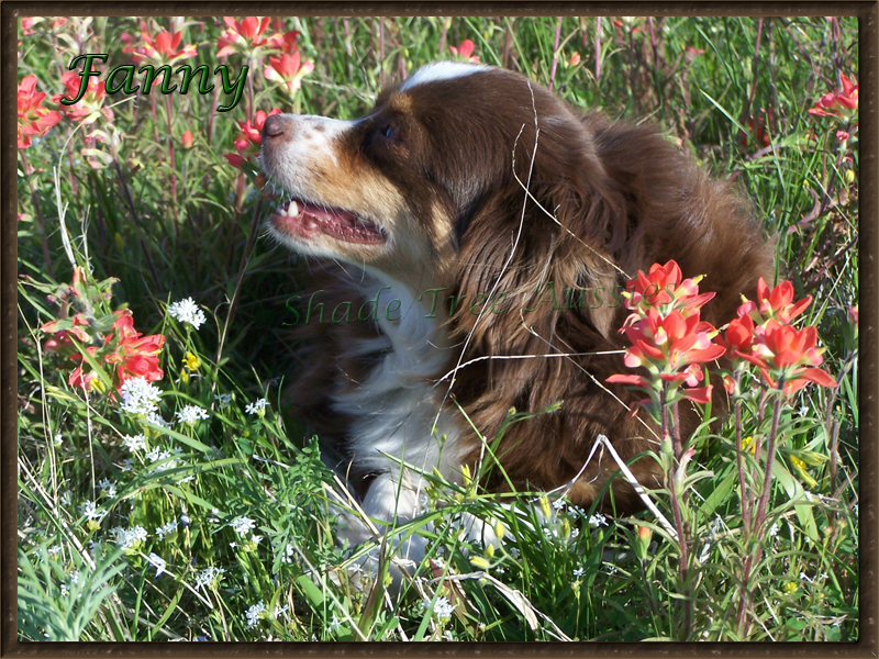 Rascal's dam, Burkes Funny Fanny Rascal's dam, Burkes Funny Fanny