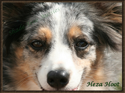 Rascal's sire Heza Hoot Rascal's sire Heza Hoot