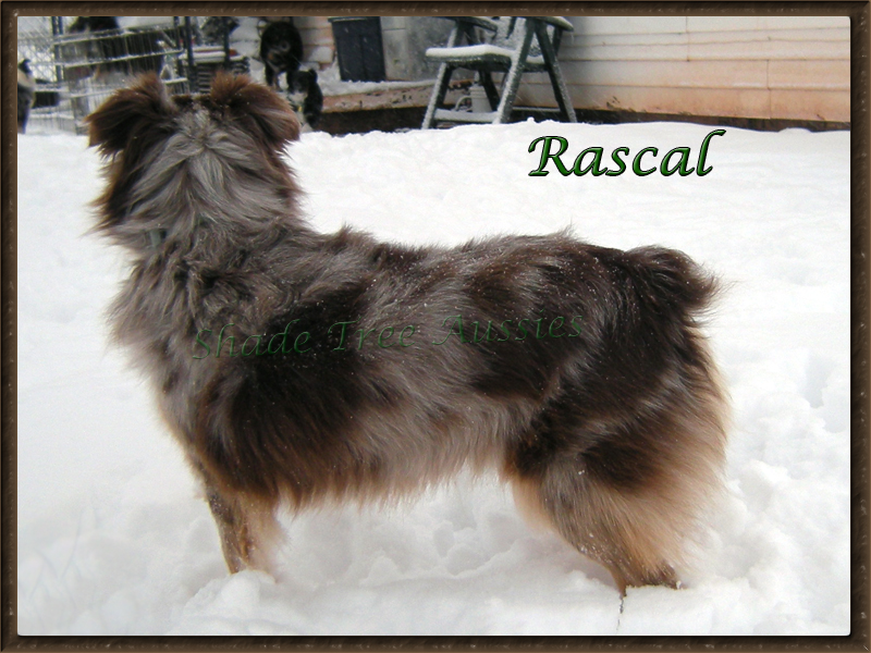 Rascal enjoys the snow, just not for too long at a time. Rascal enjoys the snow, just not for too long at a time.