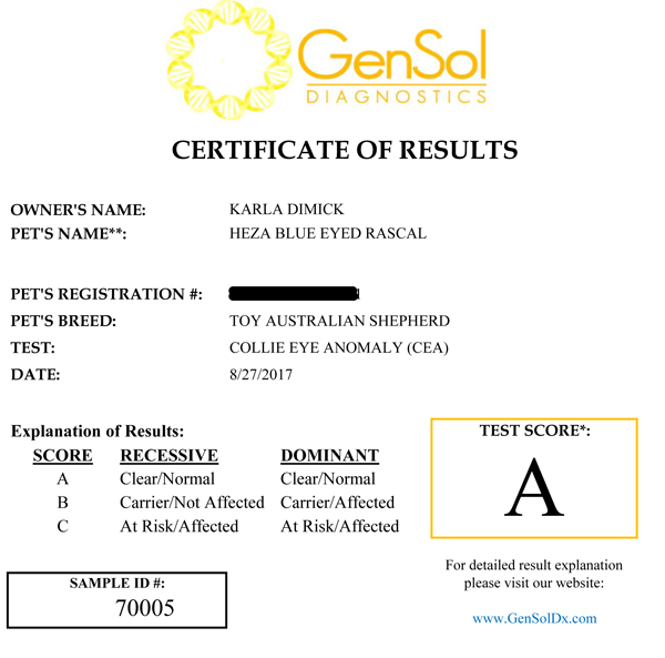 Rascal's CEA test results. Collie Eye Anomaly Rascal's CEA test results. Collie Eye Anomaly