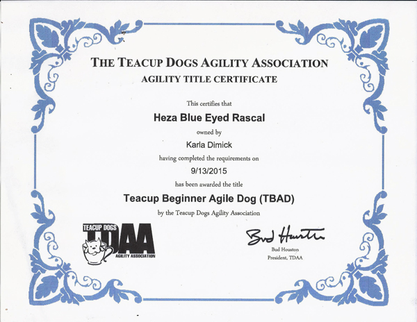Rascal's Toy Dog Agility certificate of title beginner. Rascal's Toy Dog Agility certificate of title beginner.