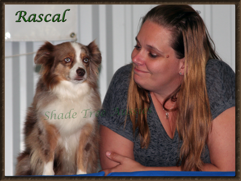 Rascal winning his first Championship title in Toy Dog Agility Association. Rascal enjoys all kinds of events. He is shown here with Jess at a TDAA trial.