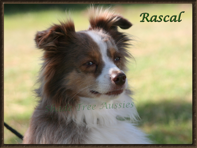 Heza Blue Eyed Rascal shown really intent on other dogs at an agility trial. Heza Blue Eyed Rascal shown really intent on other dogs at an agility trial.