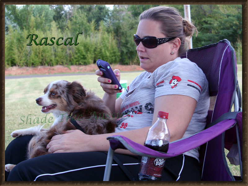 Rascal and Jess relaxing between runs at a TDAA trial. Rascal and Jess relaxing between runs at a TDAA trial.