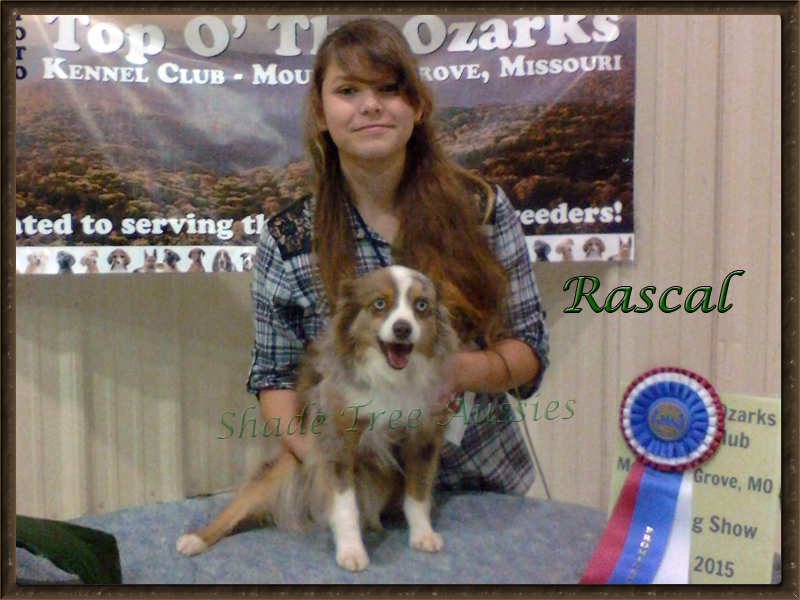 Rascal and Lilly showing off Rascal's new title as a Prominent Champion. Rascal and Lilly showing off Rascal's new title as a Prominent Champion.