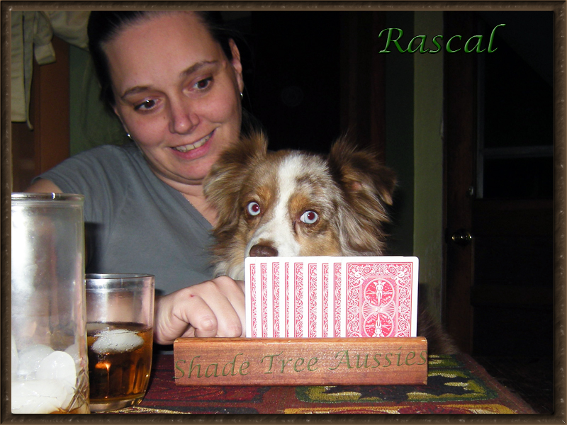 Rascal even enjoys a game of cards. Rascal even enjoys a game of cards.