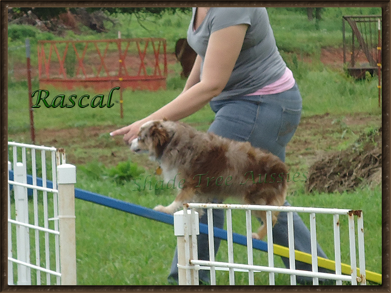 Rascal stays in shape for the ladies by practicing his agility skills at home. Rascal stays in shape for the ladies by practicing his agility skills at home.