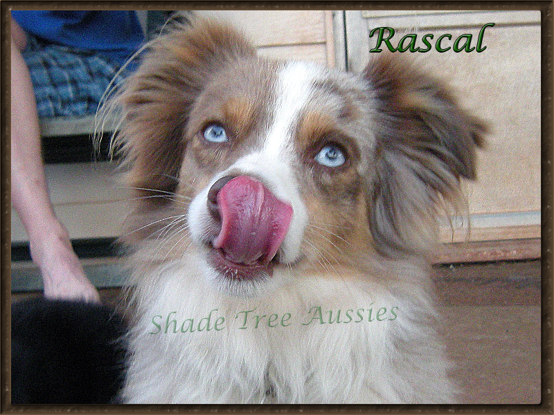 And then there are times Rascal is just plain silly. And then there are times Rascal is just plain silly.