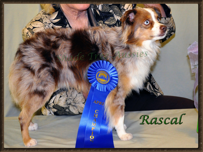 Rascal winning his first Championship title at America's Pet Registry, Inc. Rascal winning his first Championship title at America's Pet Registry, Inc.