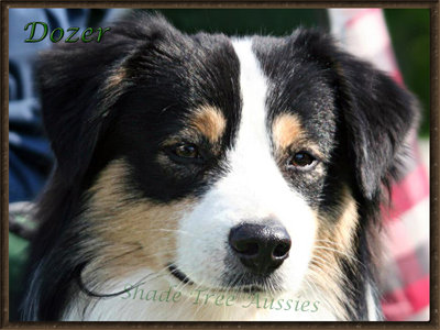 Dozer, Timberline Hez Bad To The Bone