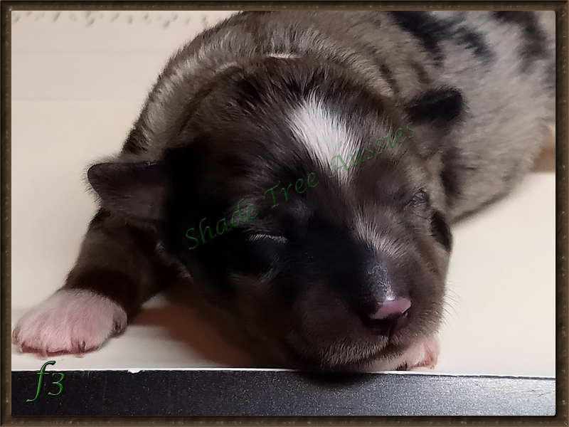 Rowdy shown as a newborn.