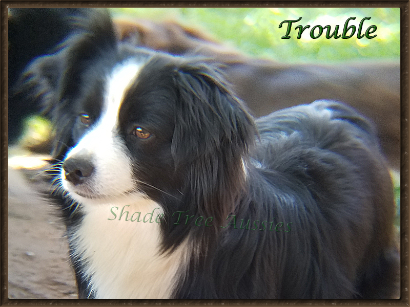 Trouble hanging out in the yard with her friends.
